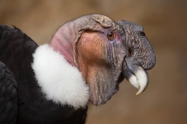 Andean condor (Vultur gryphus). clipart