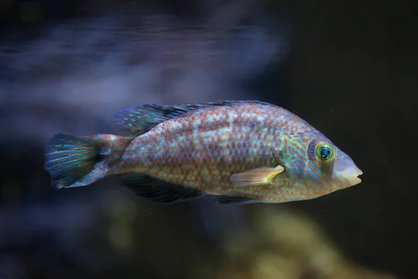 Corkwing wrasse (Symphodus melops). — Stockfoto