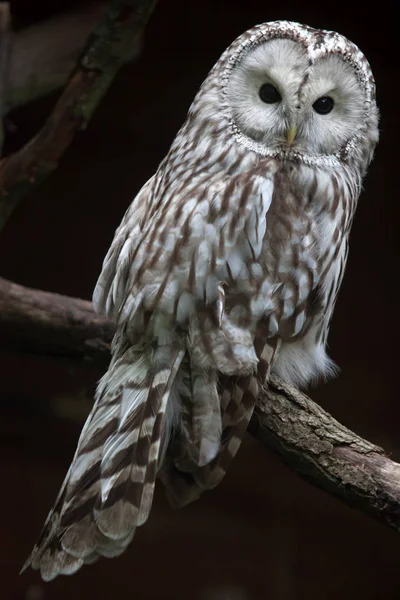 East European Ural owl — Stock Photo, Image