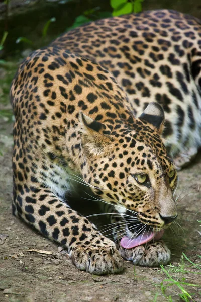 Sri-lankischer Leopard (panthera pardus kotiya)) — Stockfoto