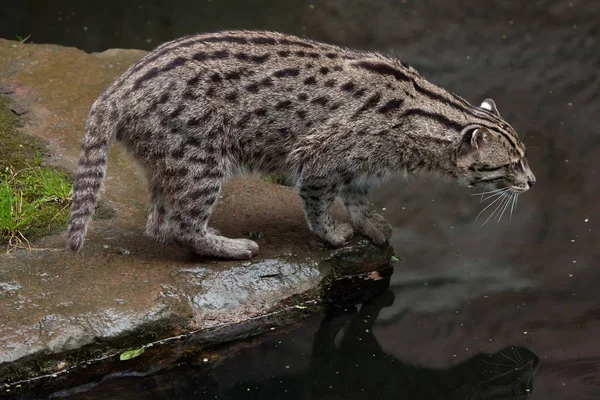Fishing cat (Prionailurus viverrinus). — Stock Photo, Image