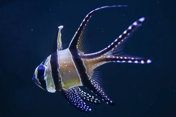 Кардинальная рыба Банггаи (Pterapogon kauderni) ). — стоковое фото