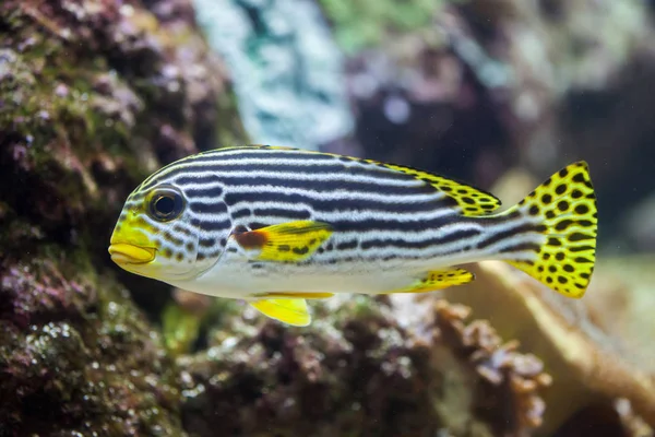 Yellow-banded sweetlips — Stock Photo, Image