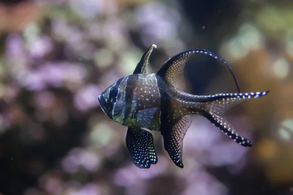 Cardenalfish de Banggai (Pterapogon kauderni ). — Foto de Stock