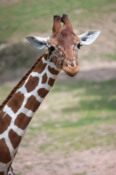 Jirafa reticulada (Giraffa camelopardalis reticulata ). — Foto de Stock