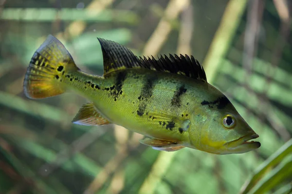 Butterfly peacock bass — Stock Photo, Image