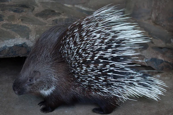 Ινδική κορωνίδα porcupine — Φωτογραφία Αρχείου