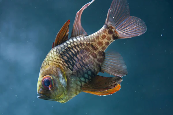 Pajama cardinalfish (Sphaeramia nematoptera) — Stock Photo, Image