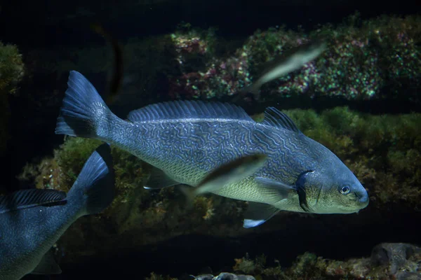 Tambor Shi (Umbrina cirrosa ) — Fotografia de Stock