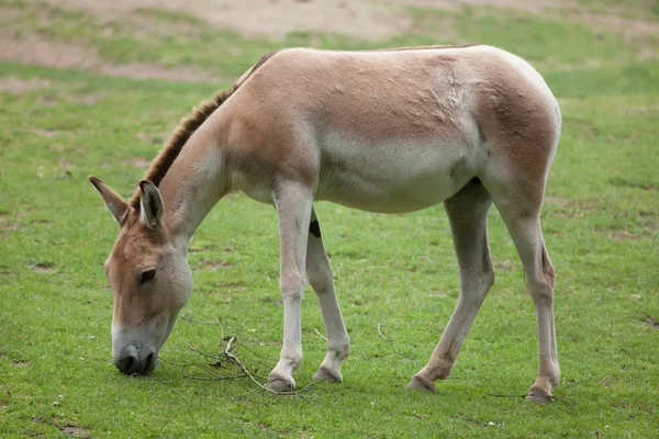 Koulan turkmène (Equus hemionus kulan) ). — Photo