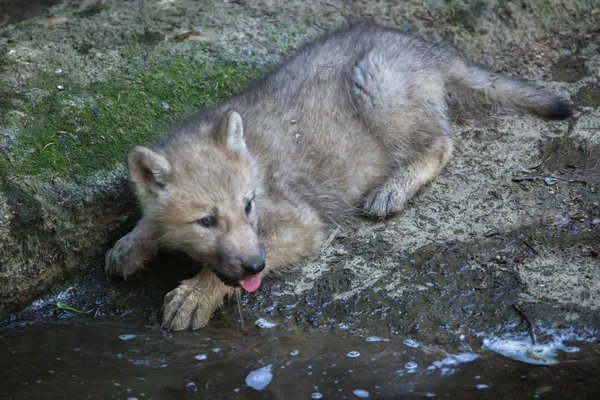 Арктический волк (Canis lupus arctos ) — стоковое фото