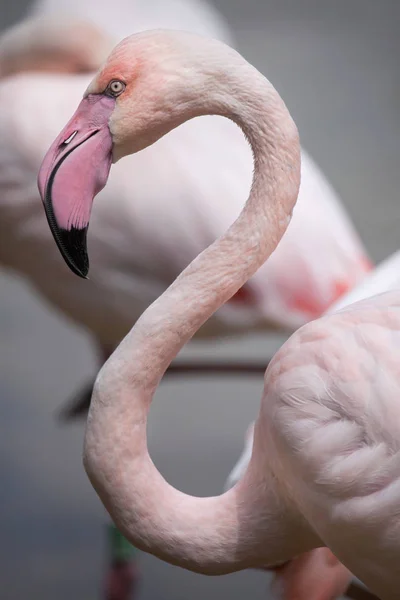 Flamingo-gigante (Phoenicopterus roseus ). — Fotografia de Stock