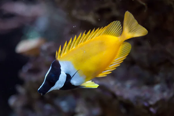 Peixe-raposa (Siganus vulpinus ). — Fotografia de Stock