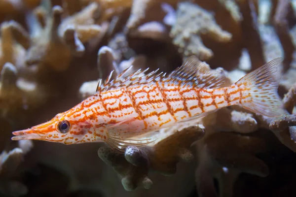 Longnose hawkfish (Oxycirrhites typus). — Stock Photo, Image