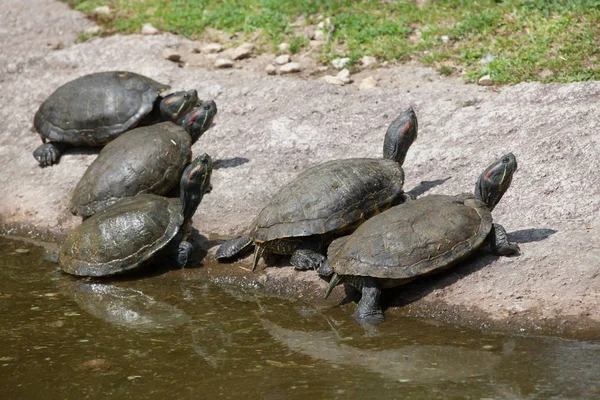 Roodoorschuiver (Trachemys scripta elegans) — Stockfoto