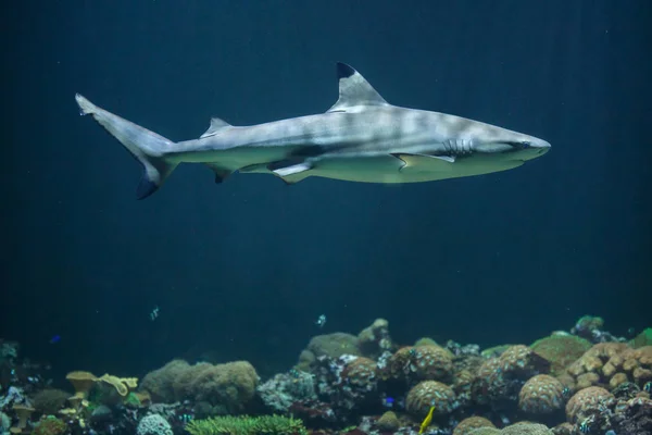 Rekin czarnoczuby — Zdjęcie stockowe