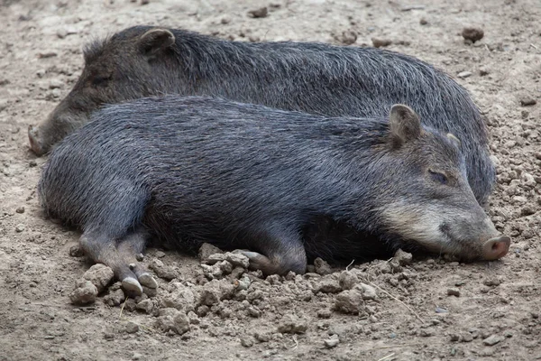 Peccary berbibir putih selatan — Stok Foto