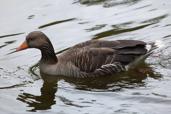 Greylag goose (Anser anser). — Stock Photo, Image