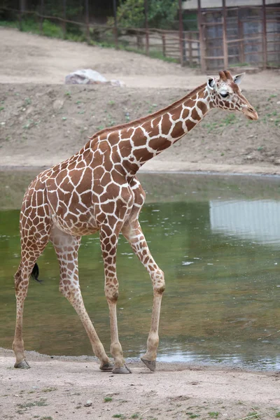 Κατασκευή των ματιών καμηλοπάρδαλη (Giraffa καμηλοπάρδαλης reticulata). — Φωτογραφία Αρχείου