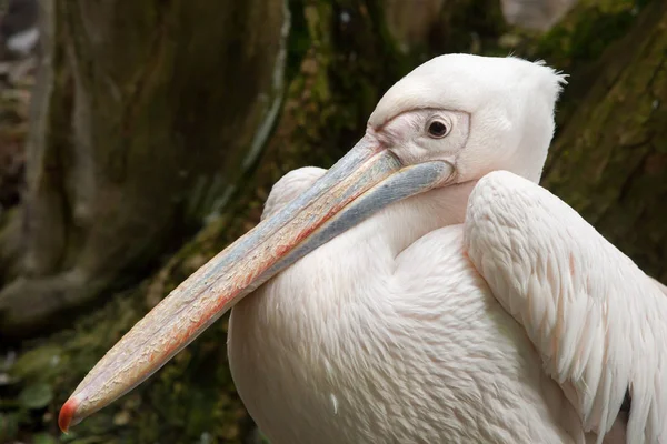 Great white pelican (Pelecanus onocrotalus). — Stock Photo, Image