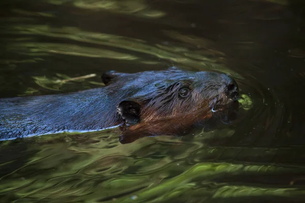 Noord-Amerikaanse beaver — Stockfoto