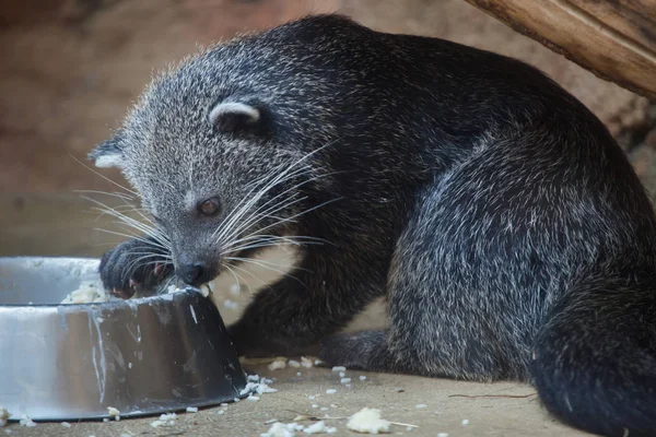 Binturong (Arctictis binturong) — Stok Foto