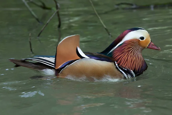 Mandarínská kachna (Aix galericulata). — Stock fotografie