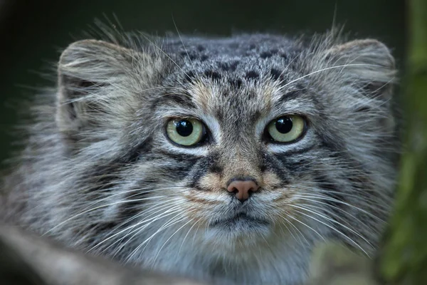 팔라스의 고양이 (Otocolobus manul) — 스톡 사진