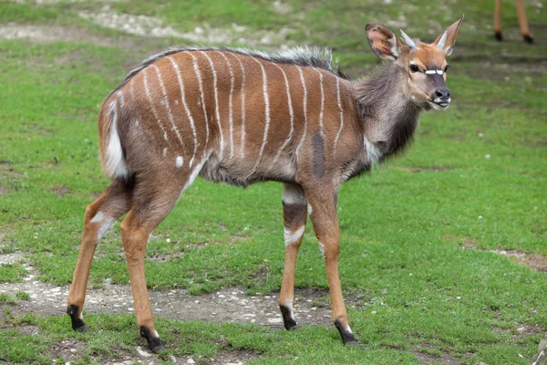 Nyala (Tragelaphus angasii). — Stockfoto