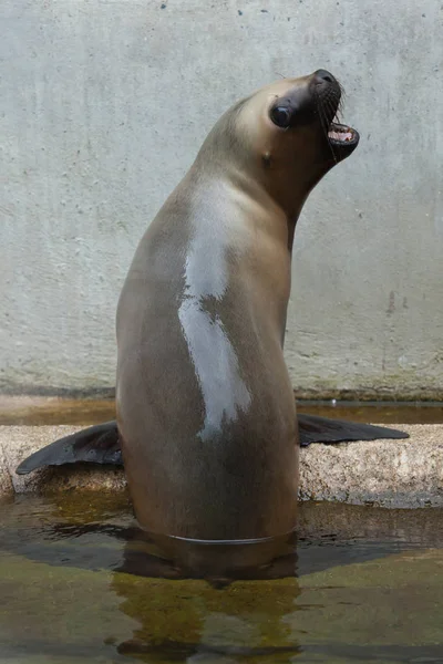 Neugeborener südamerikanischer Seelöwe — Stockfoto