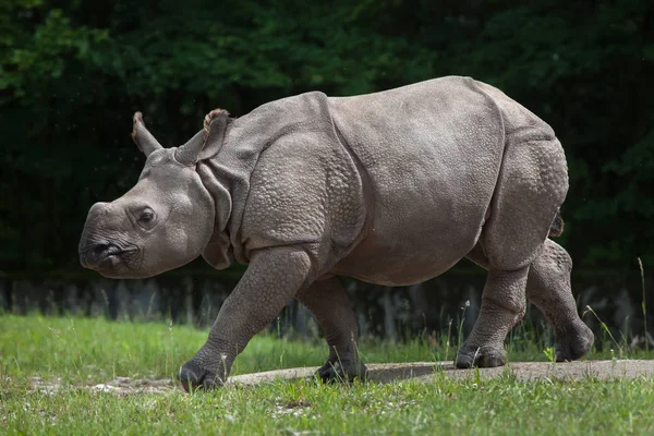 Indisk noshörning (Rhinoceros unicornis). — Stockfoto