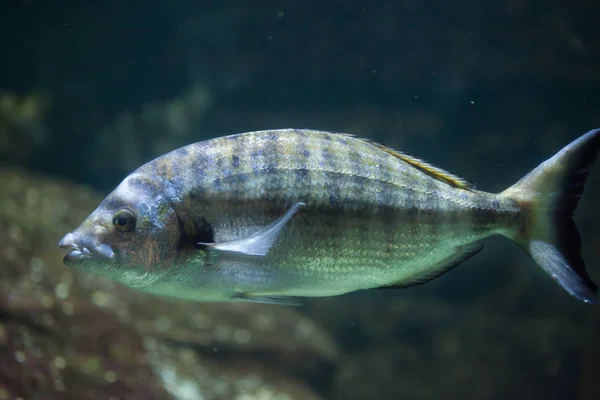 Sardinha (Diplodus puntazzo) ). — Fotografia de Stock