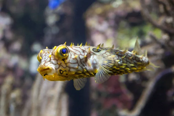 Gestreepte burrfish (Chilomycterus schoepfi) — Stockfoto