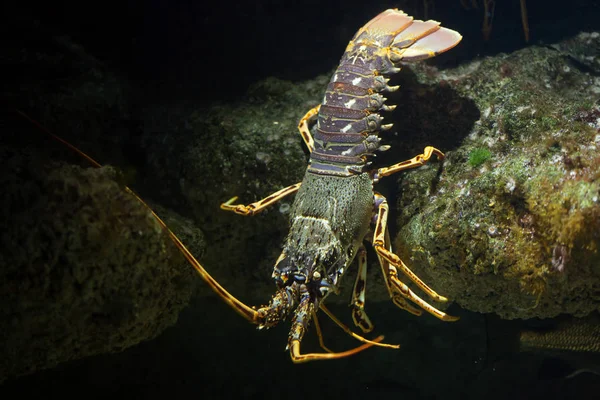 Wspólnej spiny lobster — Zdjęcie stockowe