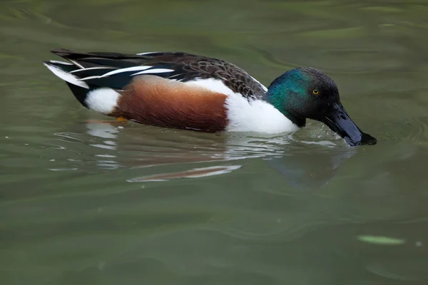 Pala settentrionale (Anas clypeata ). — Foto Stock