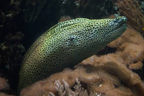 Laced moray (Gymnothorax favagineus) — Stock Photo, Image