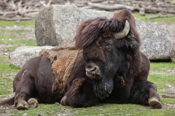 Дерев'яний бізон (Bison bison athabaskae ). — стокове фото