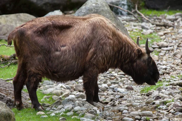 Mishmi takin (Budorcas taxicolor taxicolor) — Stock Photo, Image