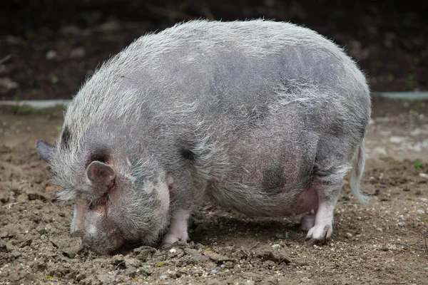 Pot-bellied pig (Sus scrofa domesticus). — Stock Photo, Image