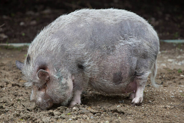Pot-bellied pig (Sus scrofa domesticus).