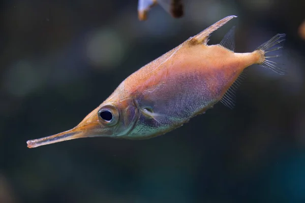 Longspine snipefish (Macroramphosus scolopax) — Stock Photo, Image