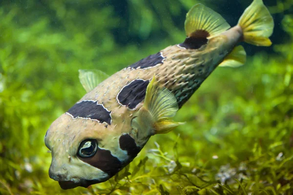 Longspined porcupinefish (鱼虎 holocanthus) — 图库照片