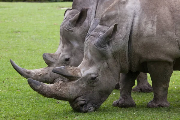 Zuidelijke witte neushoorn — Stockfoto