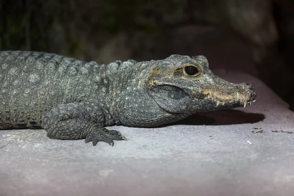 난쟁이 악어 (Osteolaemus tetraspis) — 스톡 사진