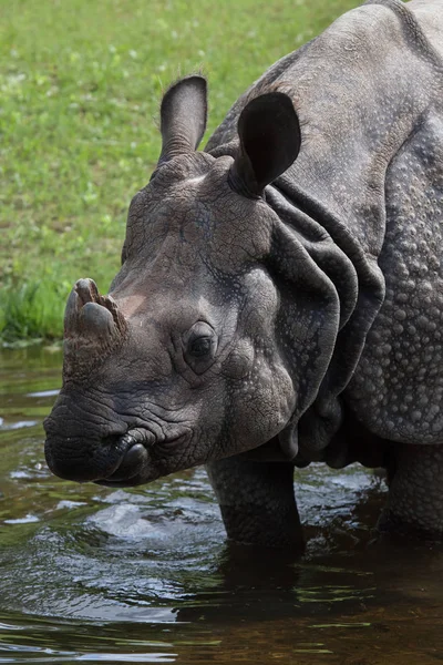 Indisk noshörning (Rhinoceros unicornis). — Stockfoto