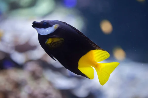 Faccia di volpe bicolore (Siganus uspi ). — Foto Stock