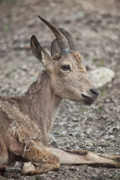 Ibex siberiano (Capra sibirica ). — Foto de Stock