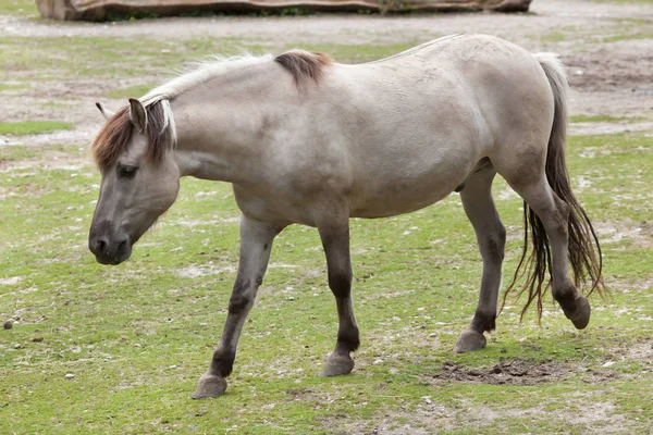 Heck άλογο (Equus ferus caballus) — Φωτογραφία Αρχείου