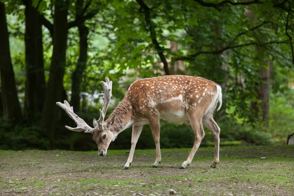 Persian fallow deer — Stock Photo, Image