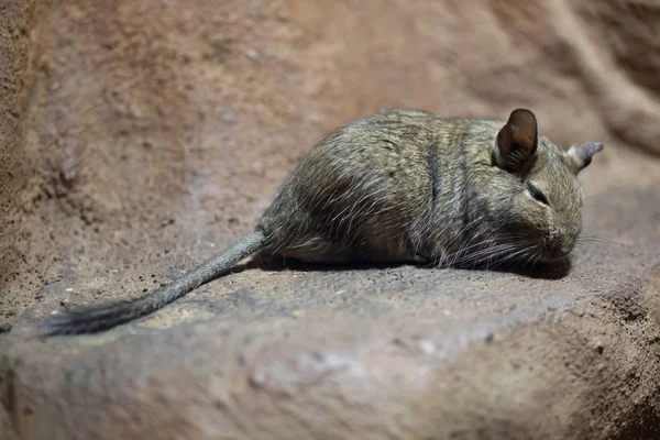 Октодон (Octodon degus) ). — стоковое фото